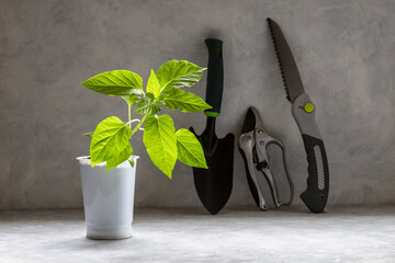 Young bell pepper seedlings in a plastic cup and gardening tools. Ecological domestic cultivation...