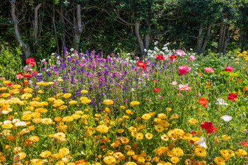 Mix of bright flowers in the park.