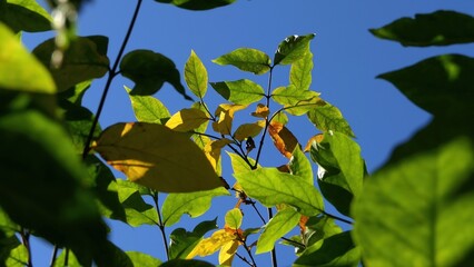 zielone liście na tle nieba
