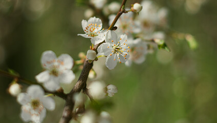 tree blossom