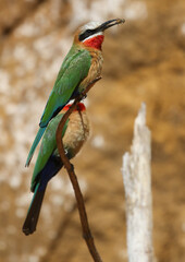 White-fronted Bee-eater, South Africa