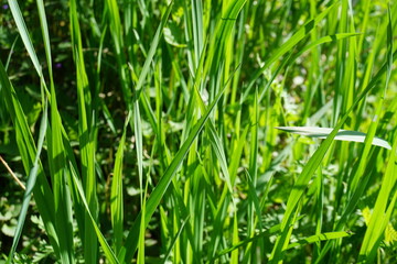 Fototapeta na wymiar Grüne Grasfläche im Sonnenlicht im Frühling 