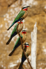 White-fronted Bee-eater, South Africa