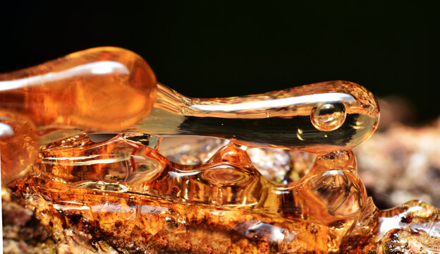 Solid amber resin drops on a tree trunk.
