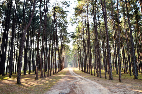 View of a Pine Plantation, Chiang Mai Thailand