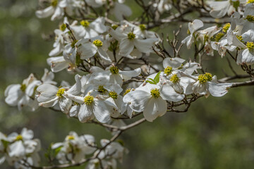 Dogwood tree in bloom closeup