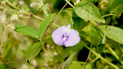Butterfly pea flower in the plant