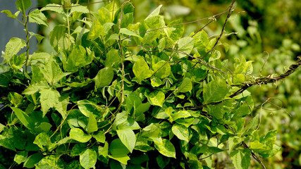 Green creeper plants in the garden