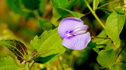 Butterfly pea flower in the plant