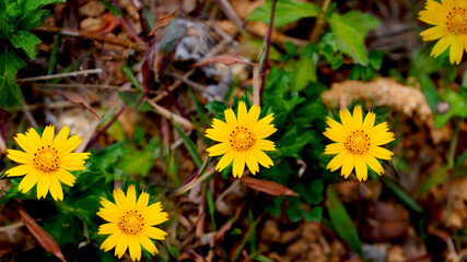 Yellow coat button flowers in the plant