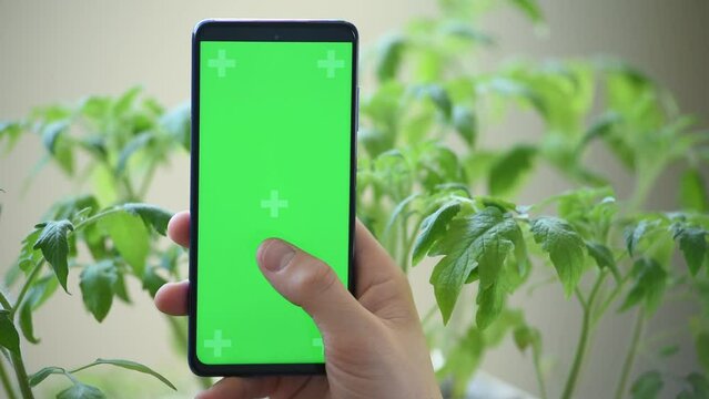 hand click on a green screen on the background of sweet pepper seedlings