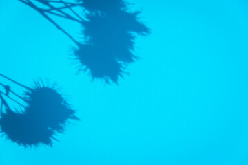 Dry burdock, thorns on a blue background, shadow (copy space).