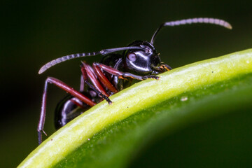 Close up black ant on green leaf.
