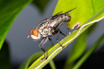 Naklejka premium Close up fly on green leaf.ใ