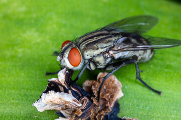 Close up fly on green leaf.ใ