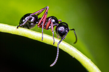 Close up black ant on green leaf.