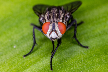 Close up fly on green leaf.ใ