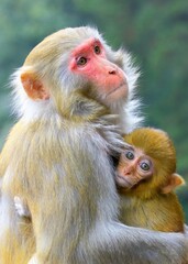 mother and macaque