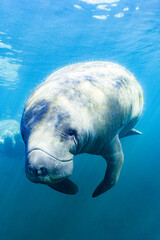 Manatee in the water (Crystal RIver)