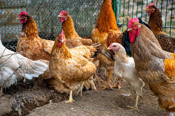 hen and chickens