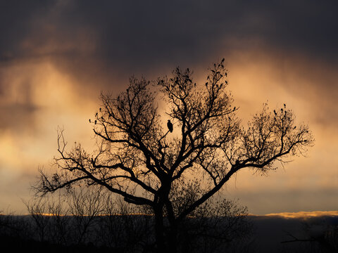 One Bald Eagle and Sixty Great Tailed Grackles Perched in a Tree in a Storm