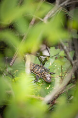 Cute little baby alligator
