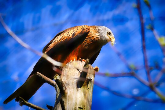 Red Headed Vulture