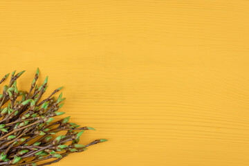 A bouquet of branches with blossoming green leaves on a yellow background (copy space).