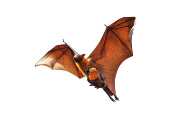 Bat and baby bats flying isolated on white background."Lyle's flying fox"