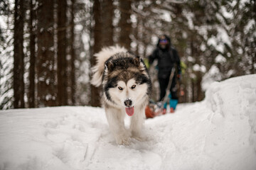 beautiful shaggy sled dog walk at snowy trail and looking at camera.