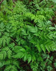 green plant in the forest