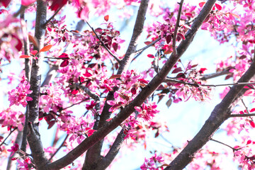 Spring flowers blooming on tree branches. Selective focus on flower on the tree.