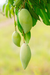 mango on the tree,Bunch of green mango on tree in garden,Bunch of green and ripe mango on tree in garden