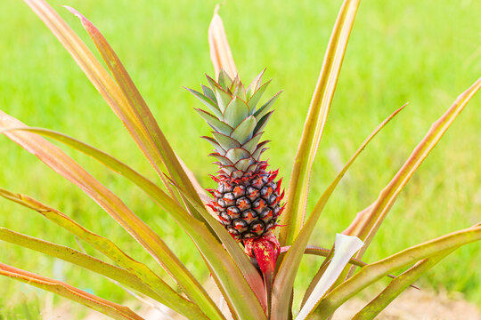 pineapple tree,Tropical fruit pineapple growing in the garden space for meat