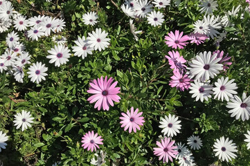 Fototapeta premium Pink and white daisies in garden.
