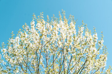 Spring flowers, white spring flowers blooming on the tree branches. Fresh blossom growth. Awake of the nature concept idea.