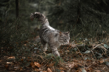 Naklejka na ściany i meble Wet cat walking in the forest