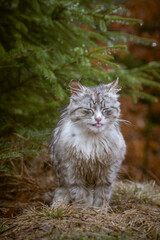 Naklejka na ściany i meble The cat sits in the forest with its tongue hanging out