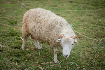 Naklejka na ściany i meble sheep in the meadow background.