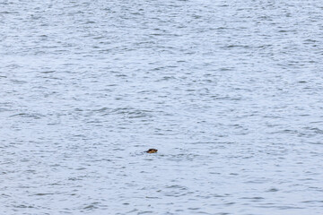 Otter swimming and hunting in the sea along the Scottish coast