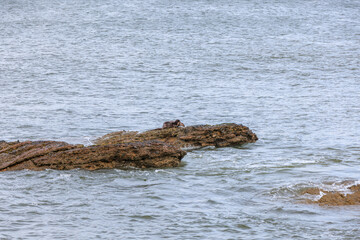 Otter couple playing on a rock surrounde by water along Scottish coast