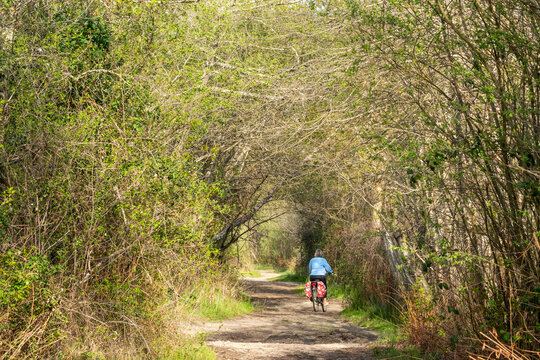 Woman cycling on the trail around the Pond of Aureilhan. Mimizan. Landes