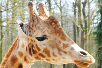 Girafe