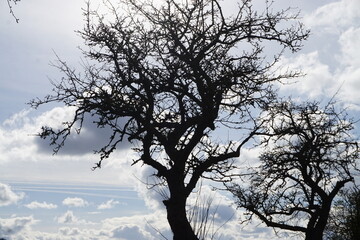 Zwei hohe Bäume vor Himmel mit starken Wolkengebilde bei Sonne im Frühling 
