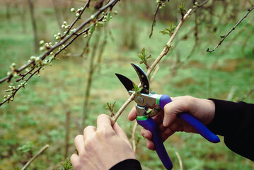 man prunes raspberry bushes with garden pruners, spring pruning of trees 1