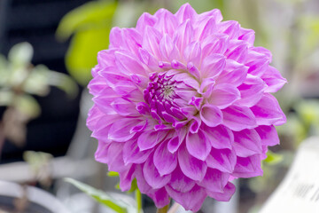 close up of beautiful Dahlia flower in violet color for garden decoration in summer season.  