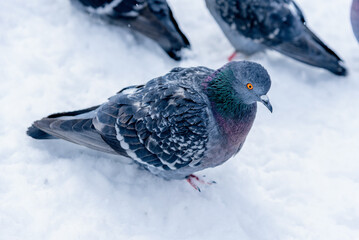 A group of urban pigeons walk on white snow.