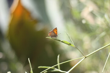 Macro of a Butterfly / Moth / Insect on a green Leaf with a blurry Background (Bokeh)