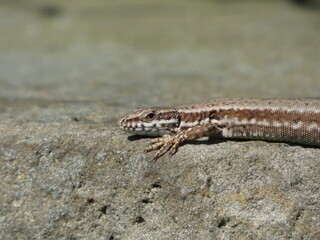 Die Eidechse auf einer Mauer.