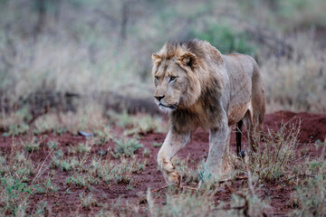 Male lion walking in the early morning in Zimanga Game Reserve in the Mkuze Region in Kwa Zulu Natal in South Africa